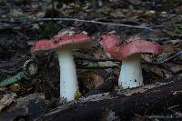 Russula cremoricolor image