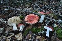 Russula cremoricolor image