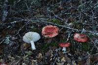 Russula cremoricolor image