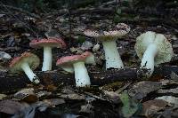 Russula cremoricolor image