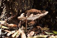 Ganoderma brownii image