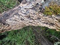 Trametes versicolor image