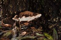 Ganoderma brownii image