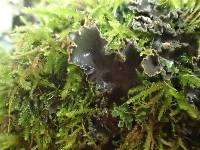 Peltigera collina image