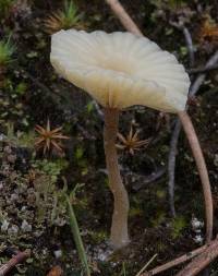 Lichenomphalia umbellifera image