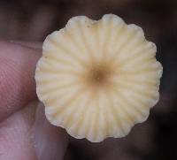 Lichenomphalia umbellifera image