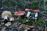 Russula cremoricolor image