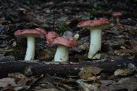 Russula cremoricolor image