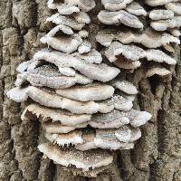 Trametes versicolor image