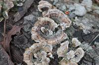 Trametes versicolor image