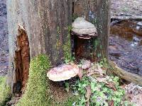 Fomitopsis pinicola image