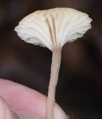 Lichenomphalia umbellifera image