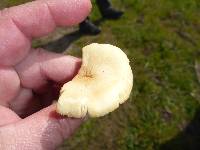 Agrocybe putaminum image