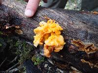 Tremella aurantia image