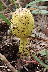 Leucocoprinus birnbaumii image