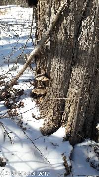 Ganoderma applanatum image