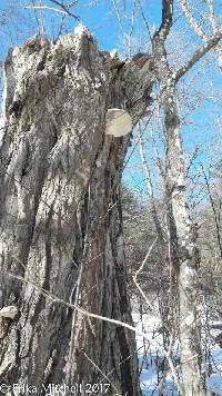 Ganoderma applanatum image