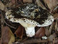 Russula brevipes image