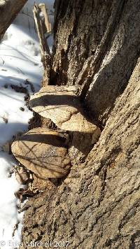 Ganoderma applanatum image