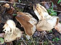 Helvella acetabulum image