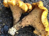 Cantharellus californicus image