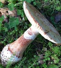 Amanita novinupta image