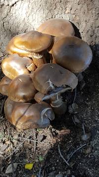 Armillaria mellea image