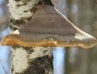 Piptoporus betulinus image