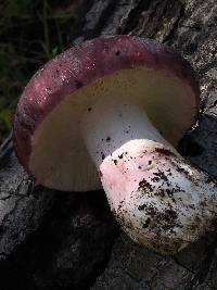 Russula xerampelina image