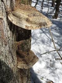 Ganoderma applanatum image