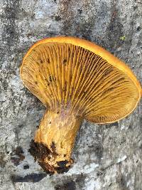 Omphalotus olivascens image