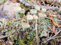 Cladonia chlorophaea image