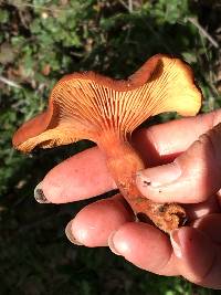 Lactarius rufulus image