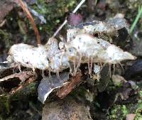 Peltigera membranacea image