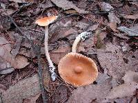 Amanita amerifulva image