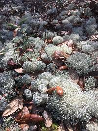 Cladonia subtenuis image