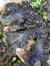 Peltigera membranacea image