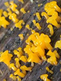 Dacrymyces capitatus image