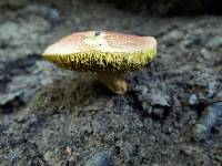 Boletus rubellus image