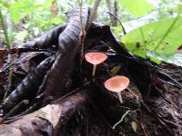 Cookeina tricholoma image