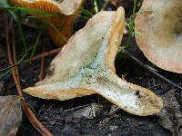 Lactarius deliciosus image