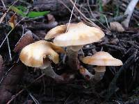 Armillaria mellea image