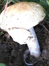 Amanita velosa image