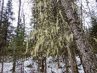 Usnea cavernosa image