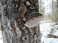 Phellinus tremulae image