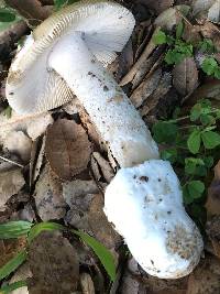 Amanita velosa image