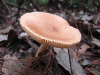 Amanita amerifulva image