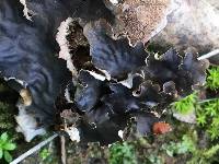 Peltigera membranacea image