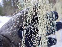 Usnea cavernosa image