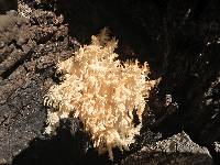 Hericium coralloides image